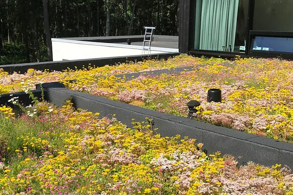 Biodiversitätsdach Leicht