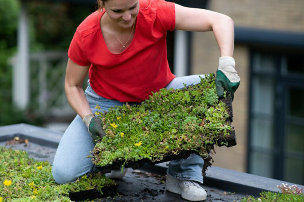 SEDUMDACH Click 'n go