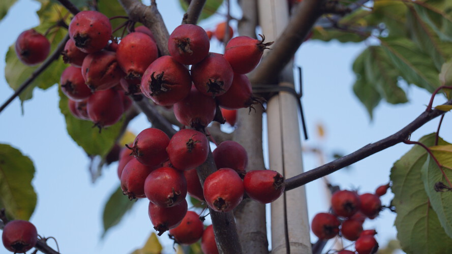 Zierapfel