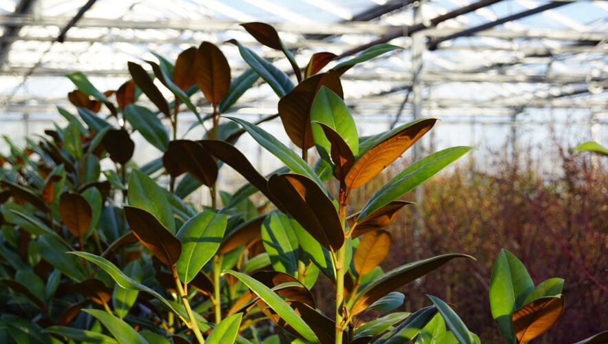 Immergrüne Magnolie