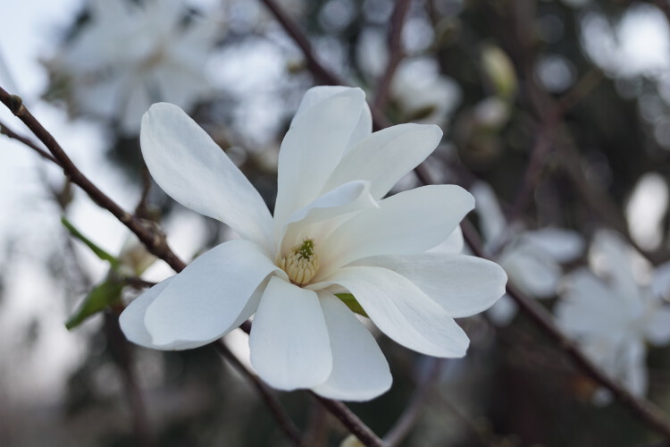 Großblumige Magnolie