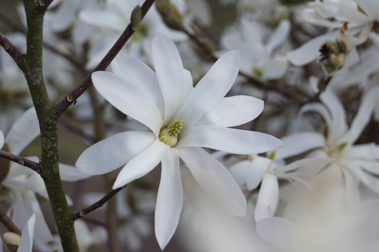 Sternmagnolie