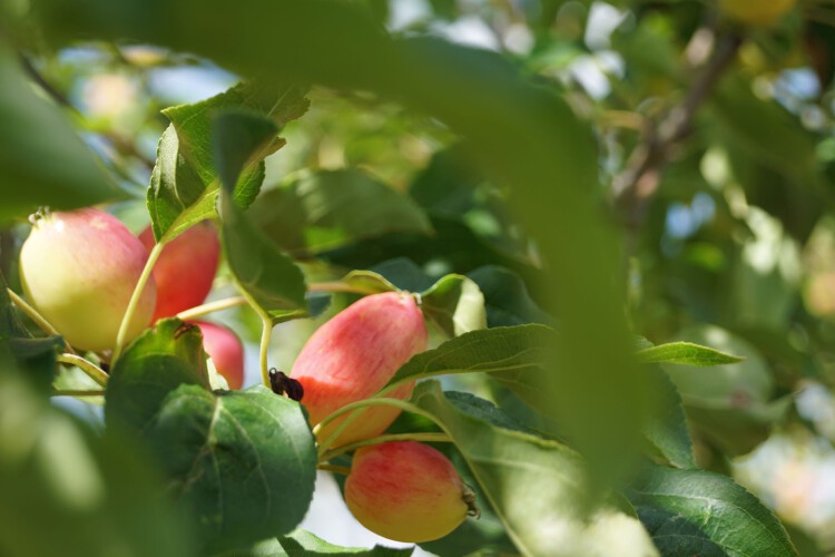 Zierapfel