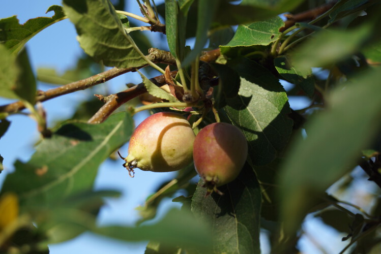 Zierapfel