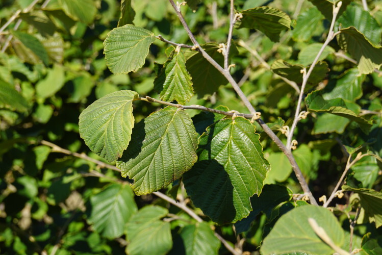 Rot Zaubernuss