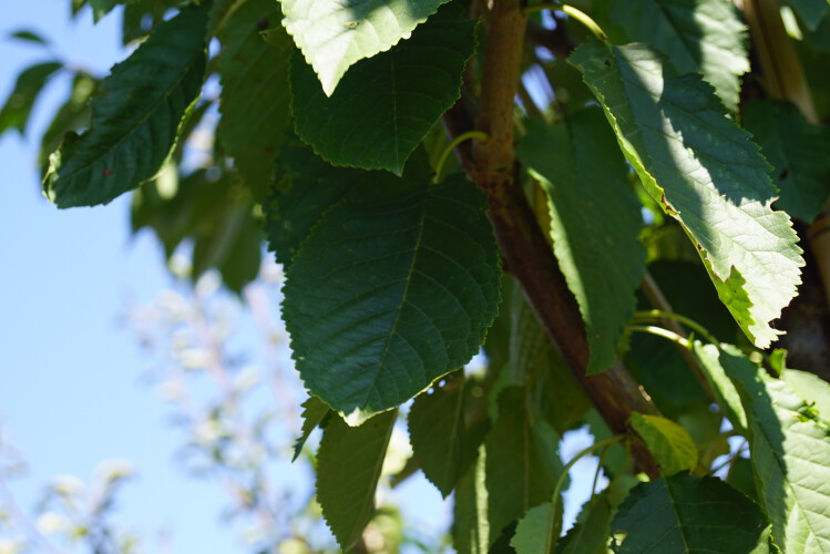 Prunus a. ´Road Scout´