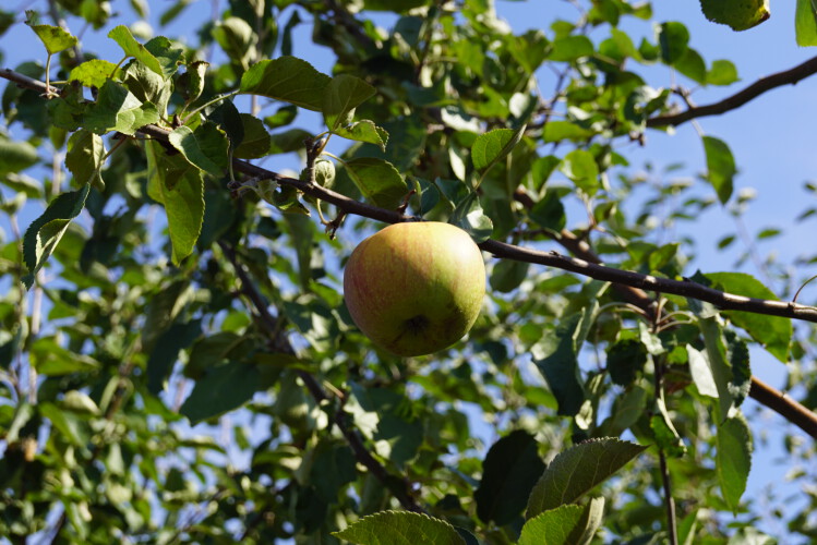 Winterapfel