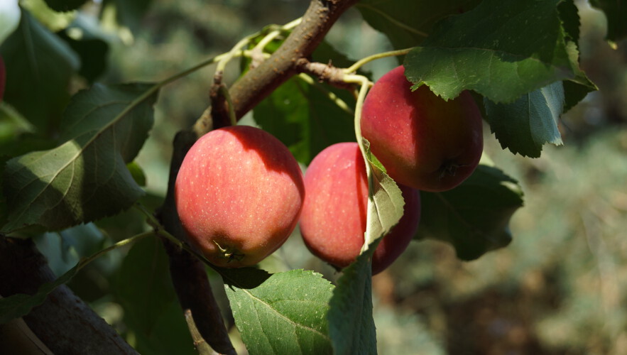 Zierapfel