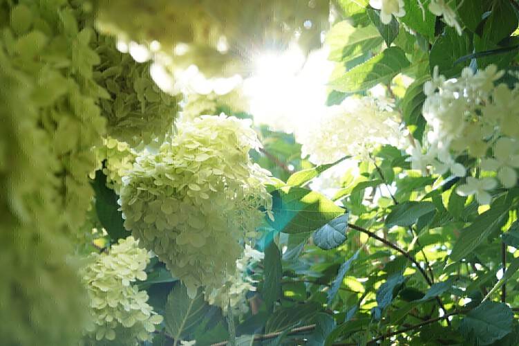 Rispen-Hortensie