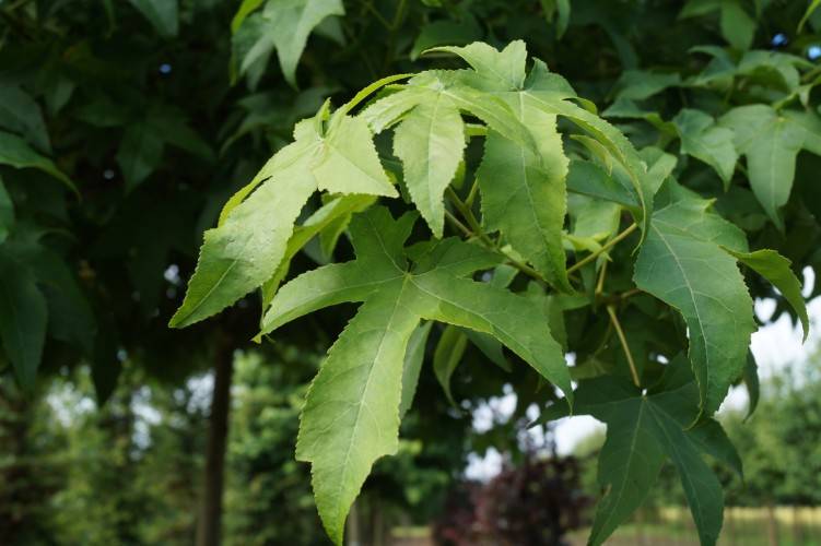 Amerikanischer Amberbaum