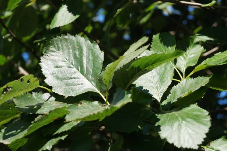 Breitblättrige Mehlbeere