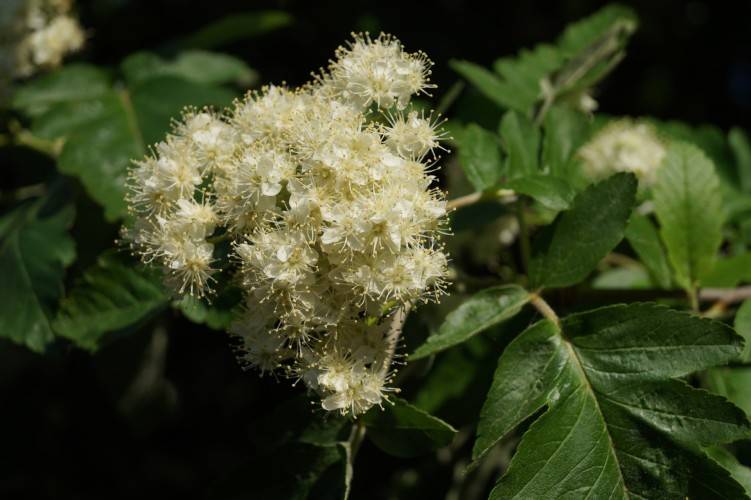 Thüringische Säulen-Eberesche