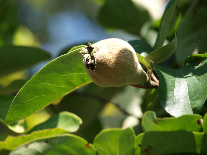 Birnen-Quitte