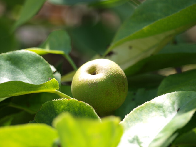 Nashi-Birne