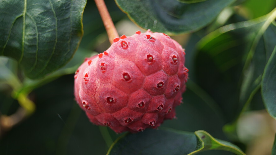 Asiatischer Blüten-Hartriegel