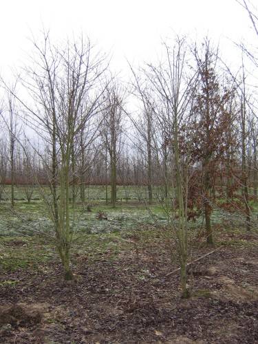 Pflaumenblättriger Weißdorn