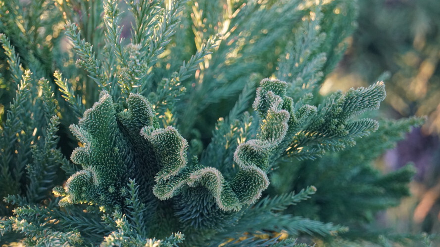 Hahnenkamm-Sicheltanne