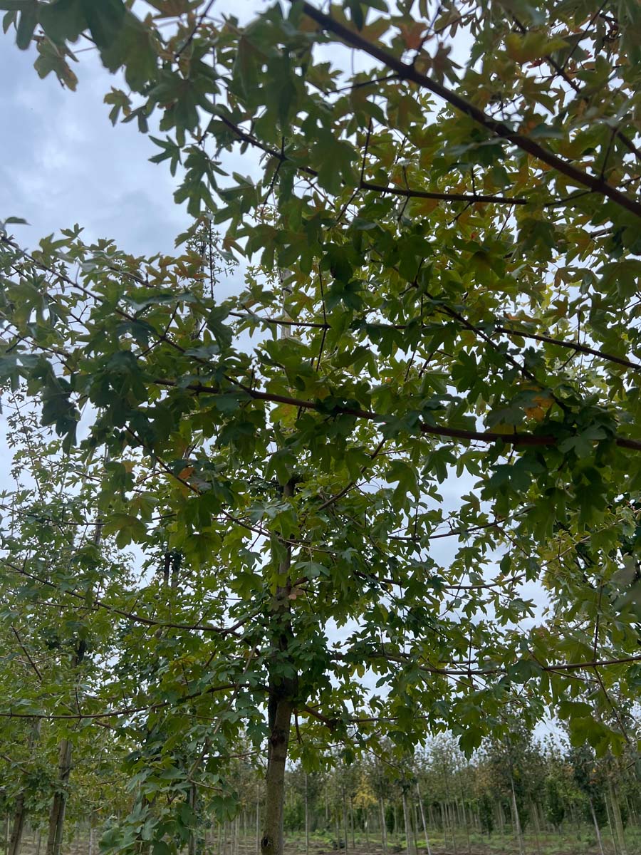 Feldahorn 'Evenley Red'; Maszholder