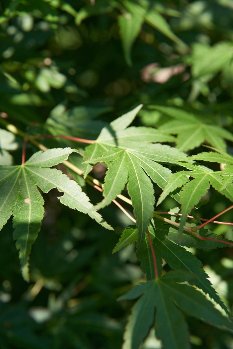 Fächer-Ahorn ´Silhouette´