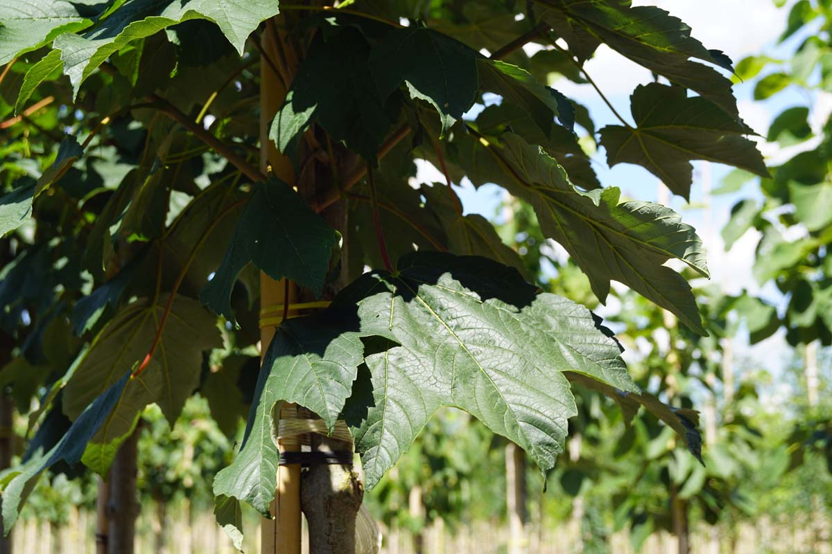 Berg-Ahorn 'Bruchem', Falsche Platane