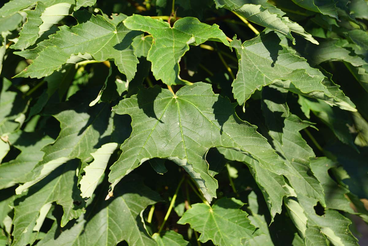 Berg-Ahorn ´Wilhelmina´; Falsche Platane