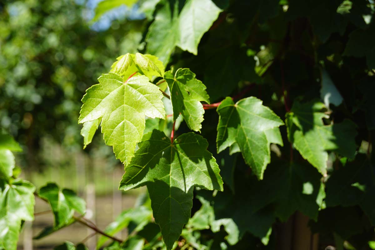 Rot-Ahorn 'Autumn Flame'