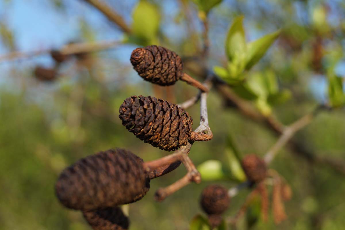Italienische Erle, Herzblättrige Erle