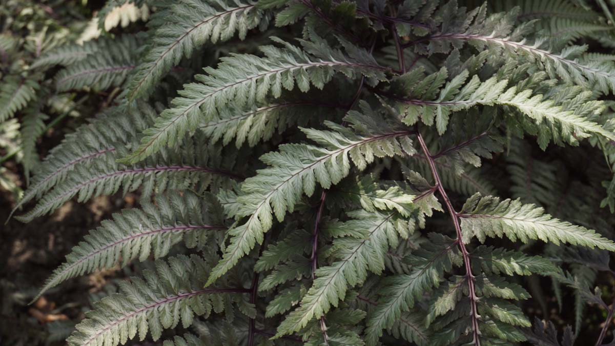 Frauenfarn; Garten-Brokatfarn; Garten-Regenbogenfarn