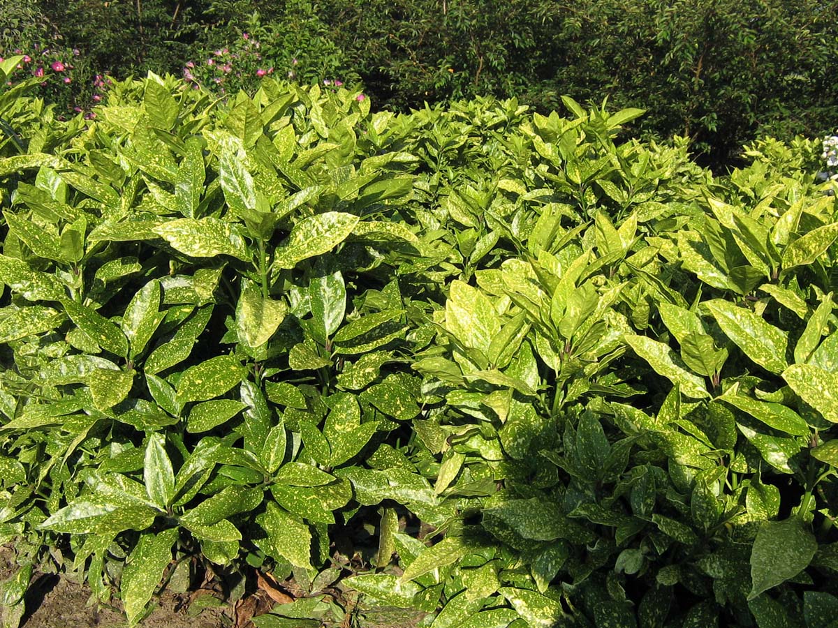 Buntlaubige Aukube ´Variegata´; Metzgerpalme