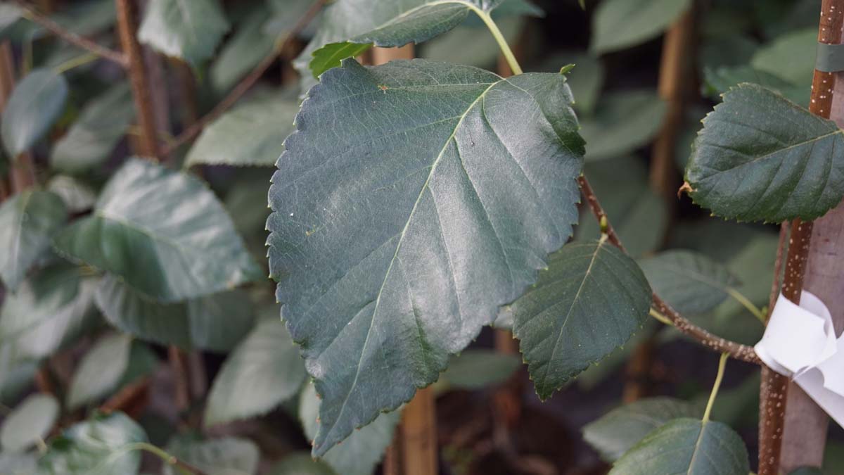 Himalaja-Birke ´Grayswood Ghost´; Weissrindige Himalaja-Birke; Schnee-Birke
