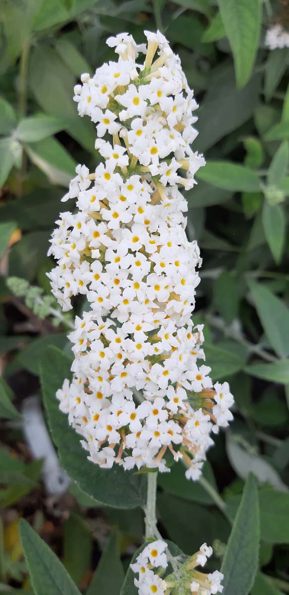 Sommerflieder (FLUTTERBY PETITE SNOW WHITE), Schmetterlingsflieder