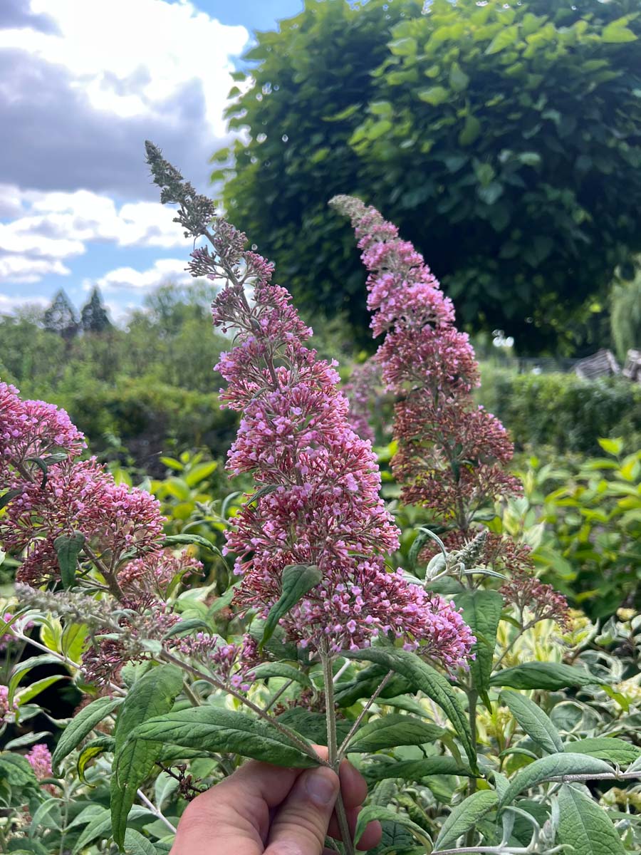 Sommerflieder 'Pink Delight'; Schmetterlingsflieder