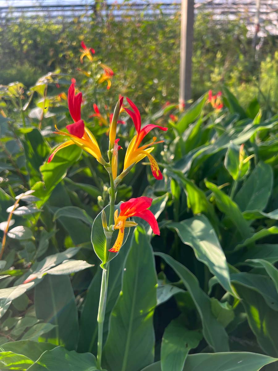 Canna brasiliensis