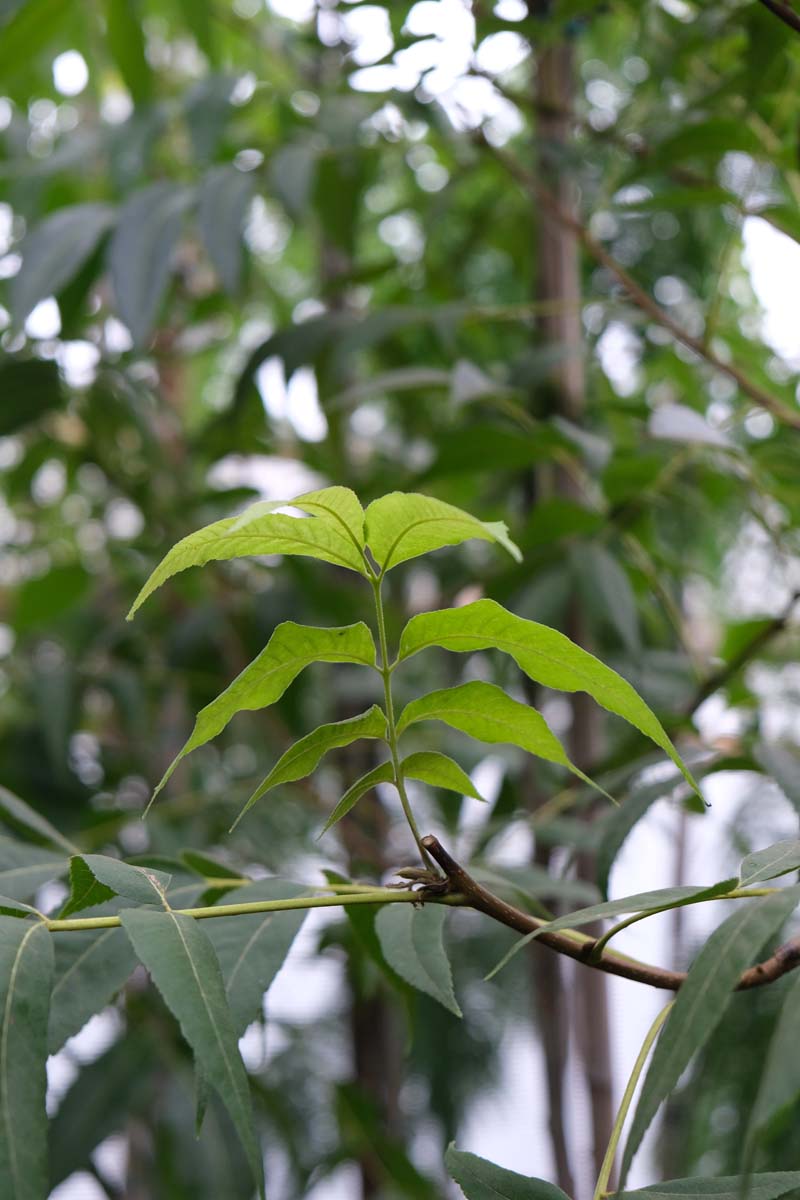 Carya illinoinensis ´Delmas´ 6-8 HO
