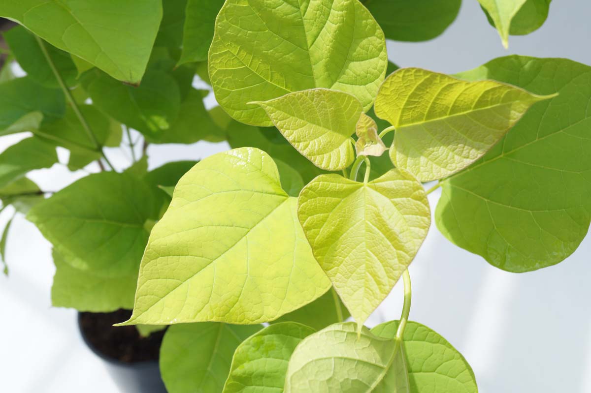 Gewöhnlicher Trompetenbaum