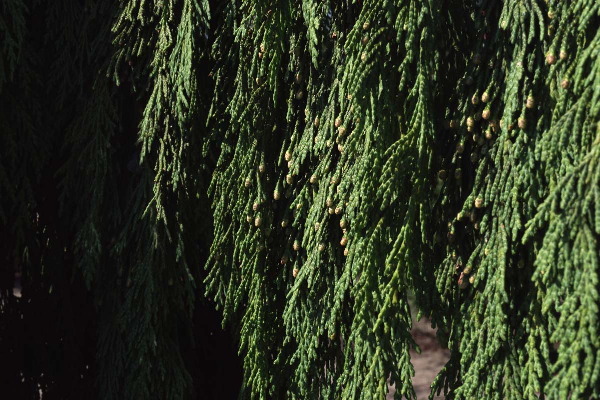 Nootka-Scheinzypresse ´Pendula´; Nutka-Scheinzypresse; Alaska-Zeder; Nutka-Zypresse; M