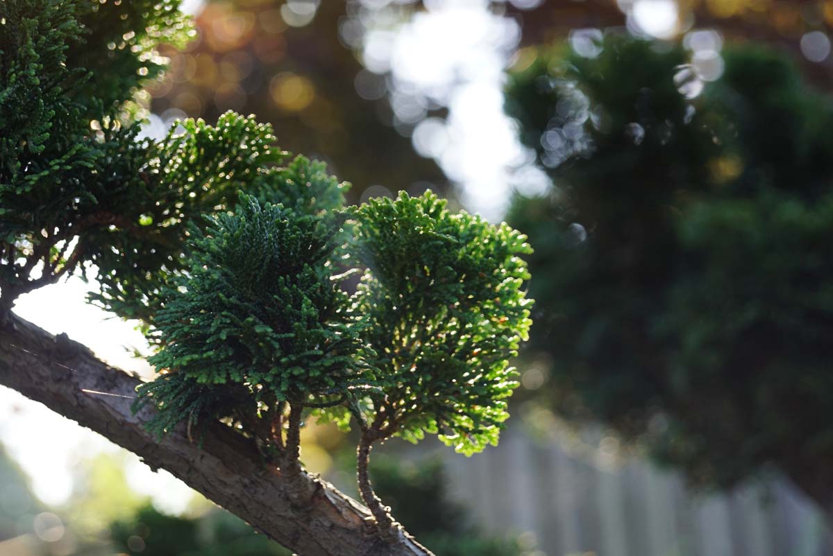 Hinoki-Scheinzypresse ´Nana Gracilis´; Hinoky-Scheinzypresse; Muschel-Zypresse