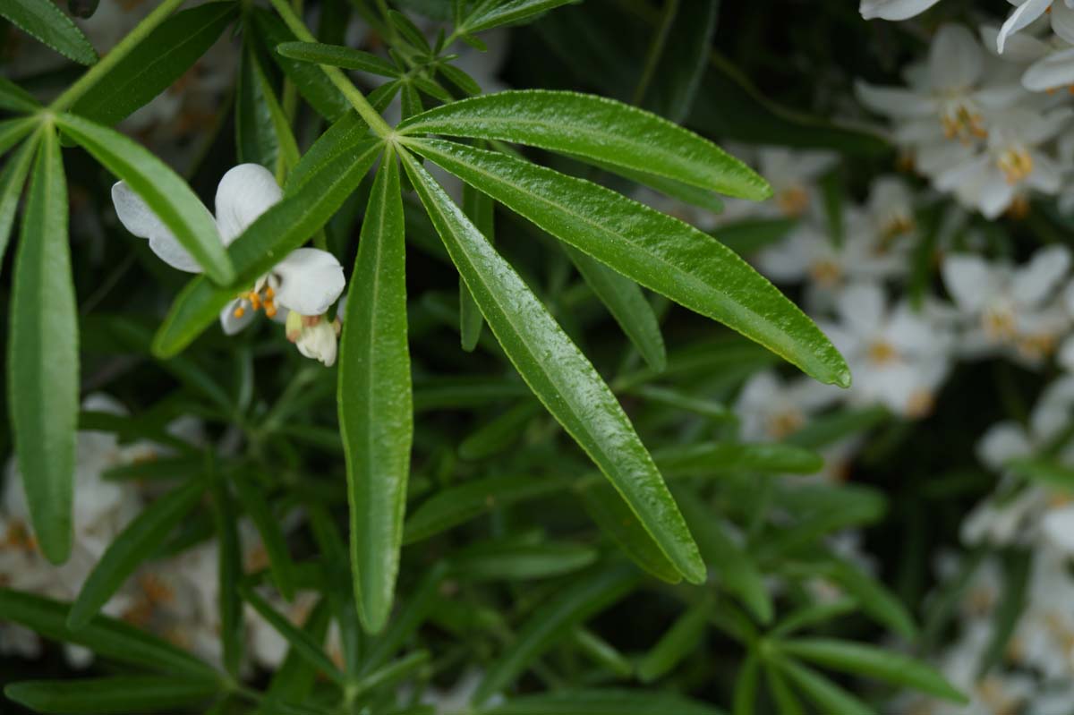 Mexikanische Orangenblume ´Aztec Pearl´