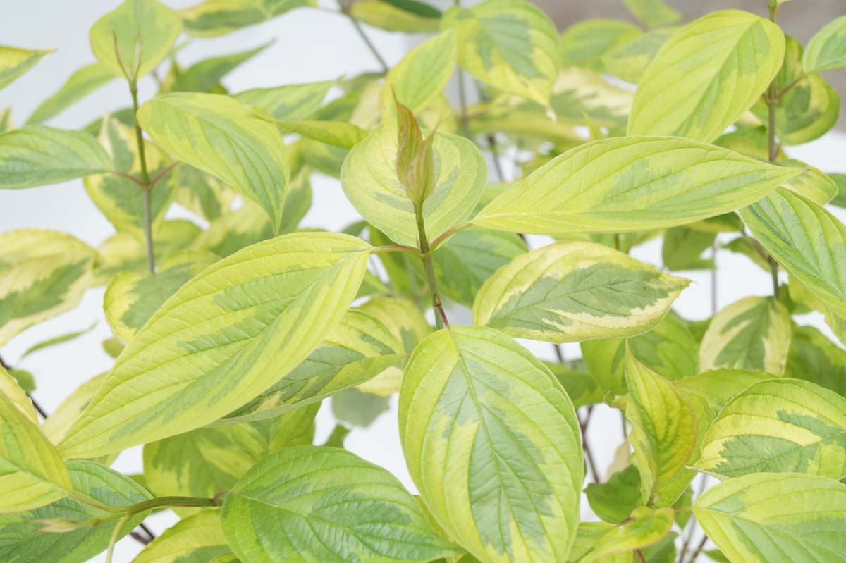 Gelbbunter Hartriegel ´Spaethii´, Tatarischer Hartriegel