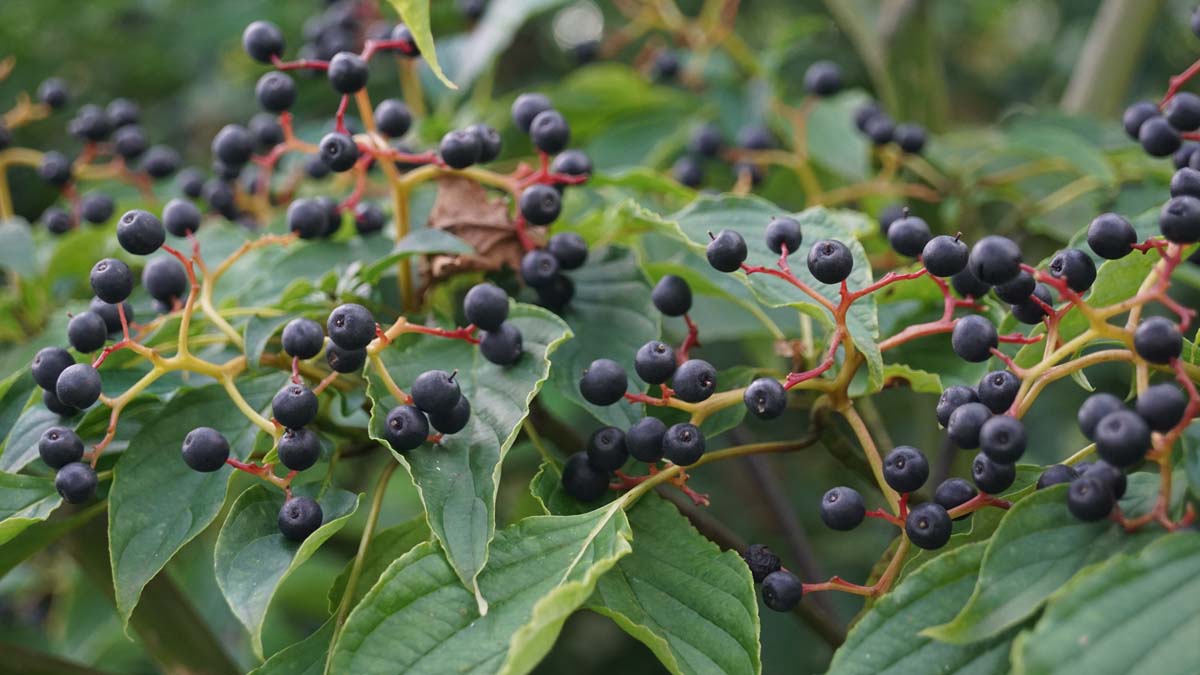 Wechselblättriger Hartriegel