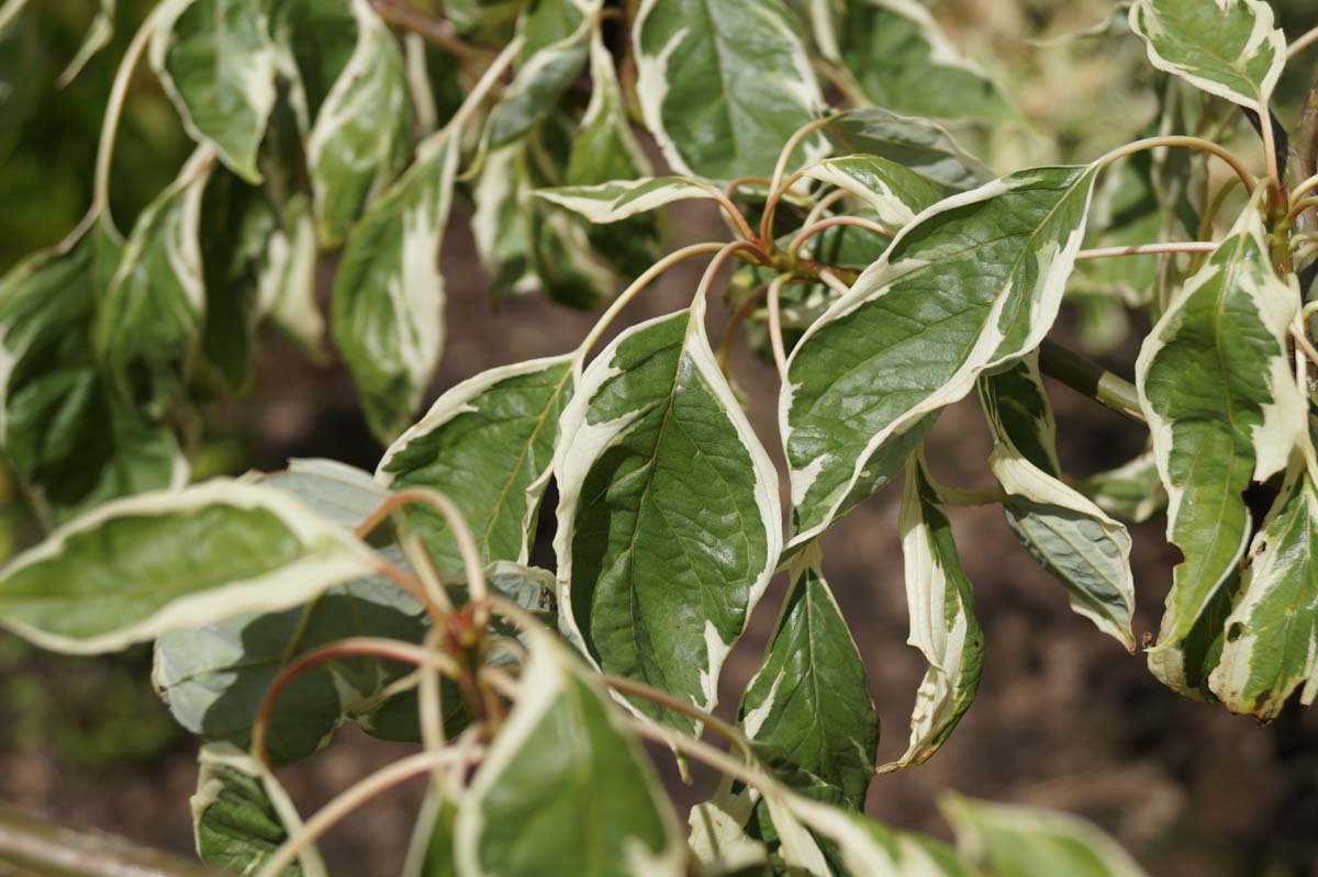 Weissbunter Pagoden-Hartriegel ´Variegata´; Etagenhartriegel; Riesen-Hartriege