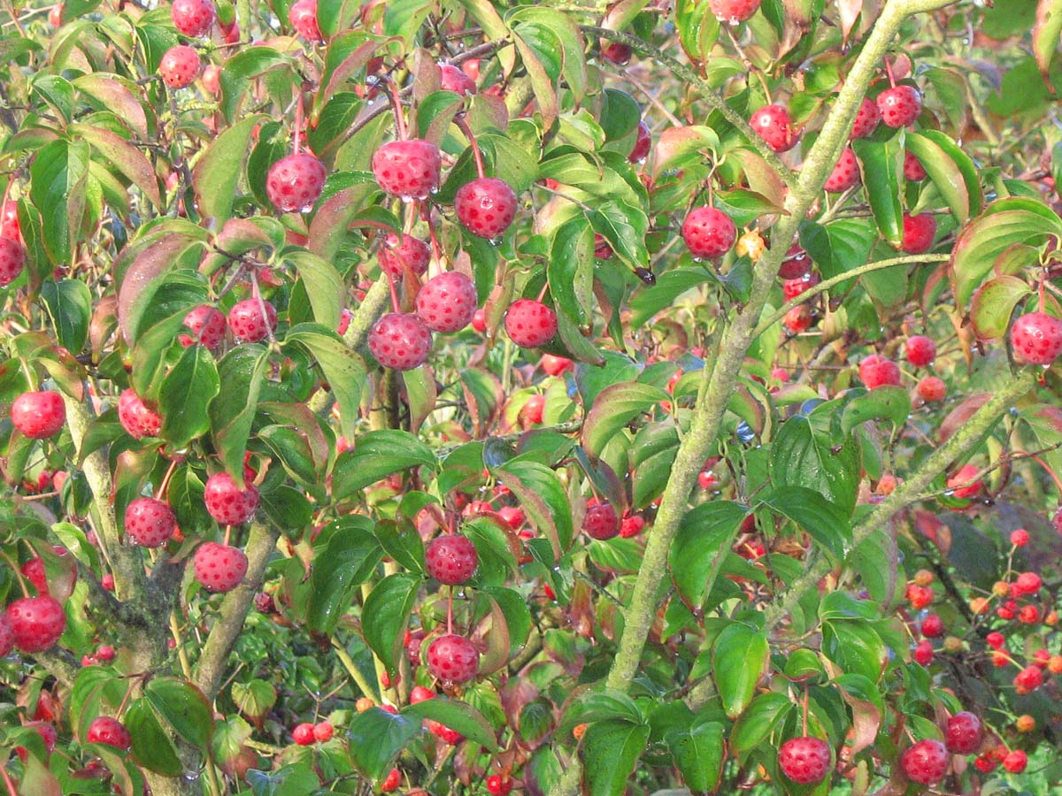 Asiatische Blüten-Hartriegel ´Wieting´s Select´, Japanischer Blumen-Hartriegel