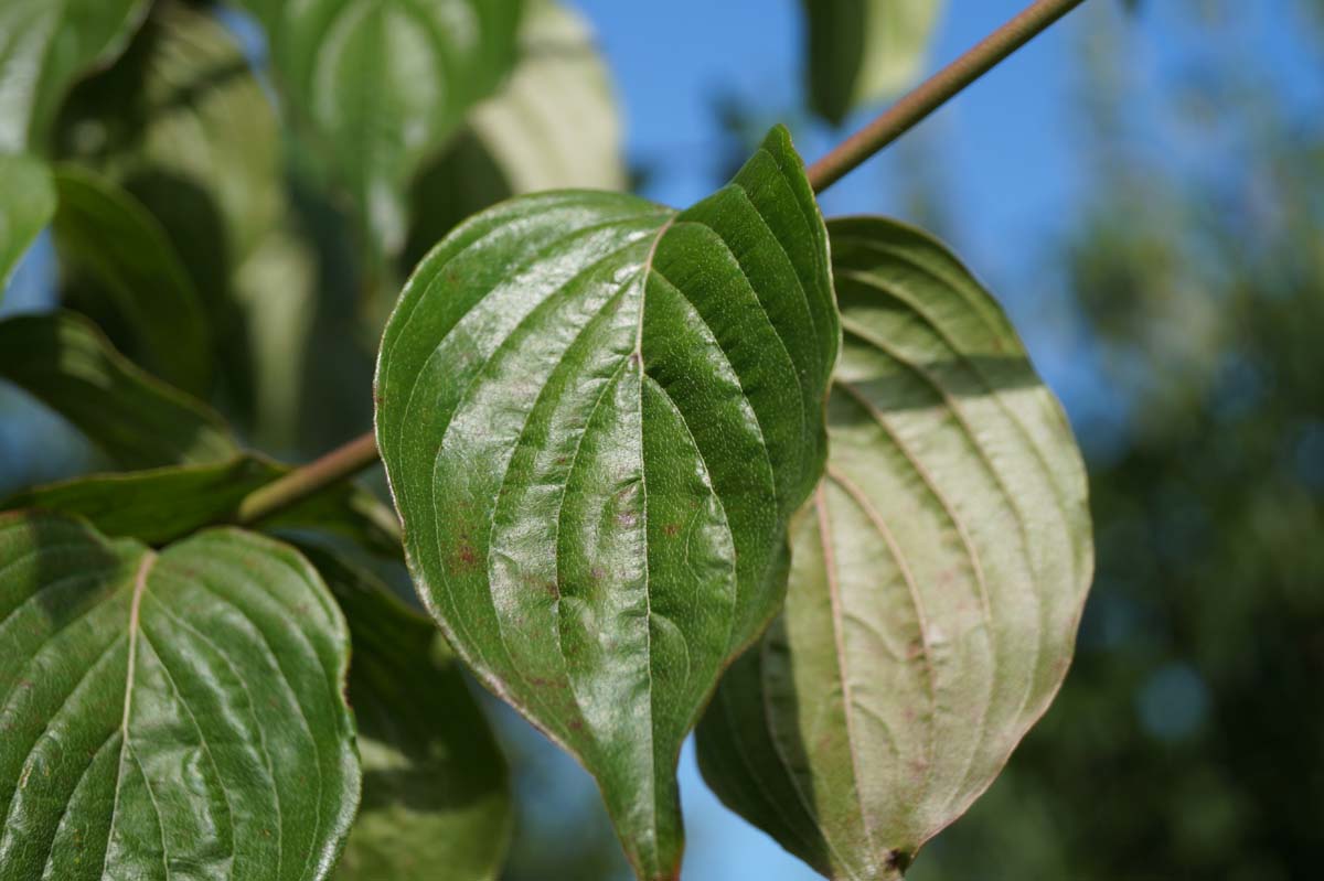 Kornelkirsche; Herlitze; D