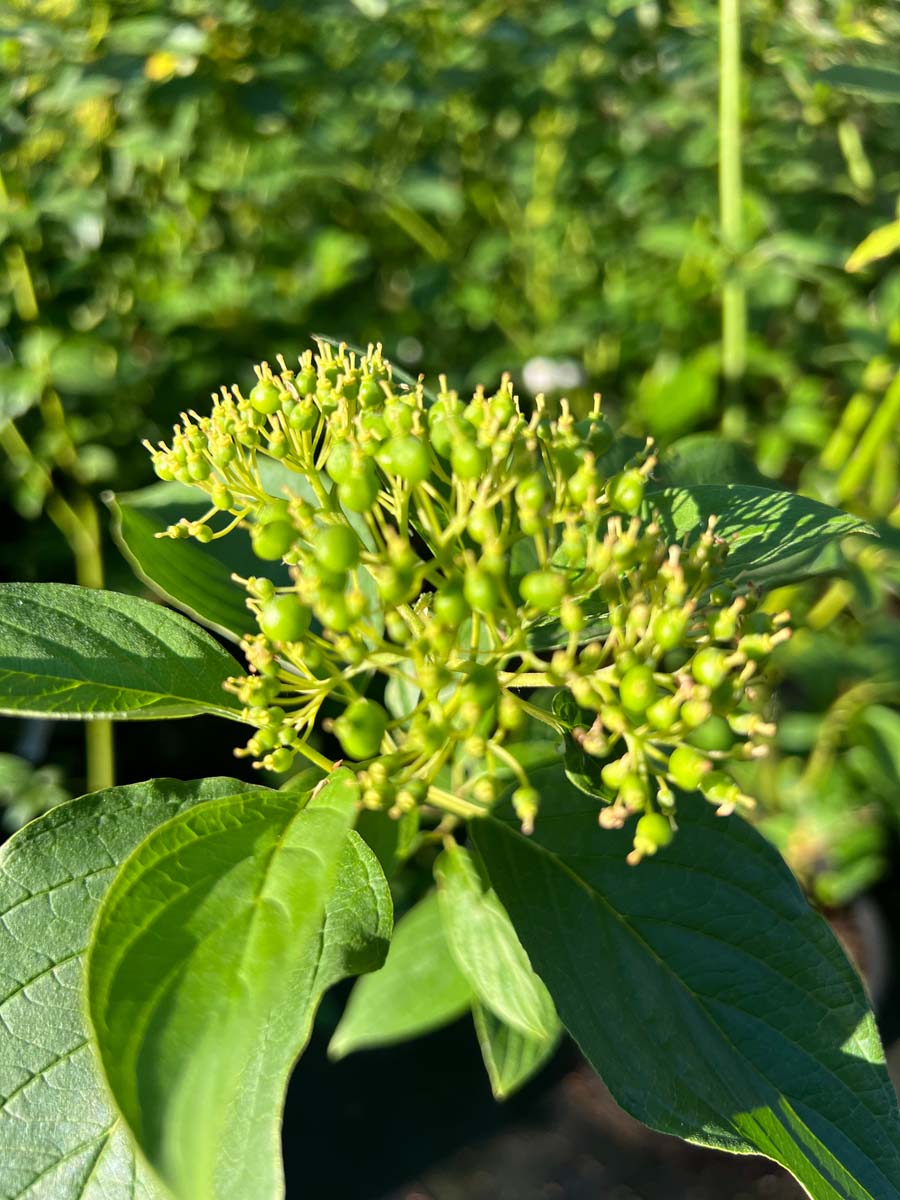 Gelbrindiger Hartriegel 'Flaviramea'; Seidige Hartriegel; Weisser Hartriegel; Sprossender Hartriegel