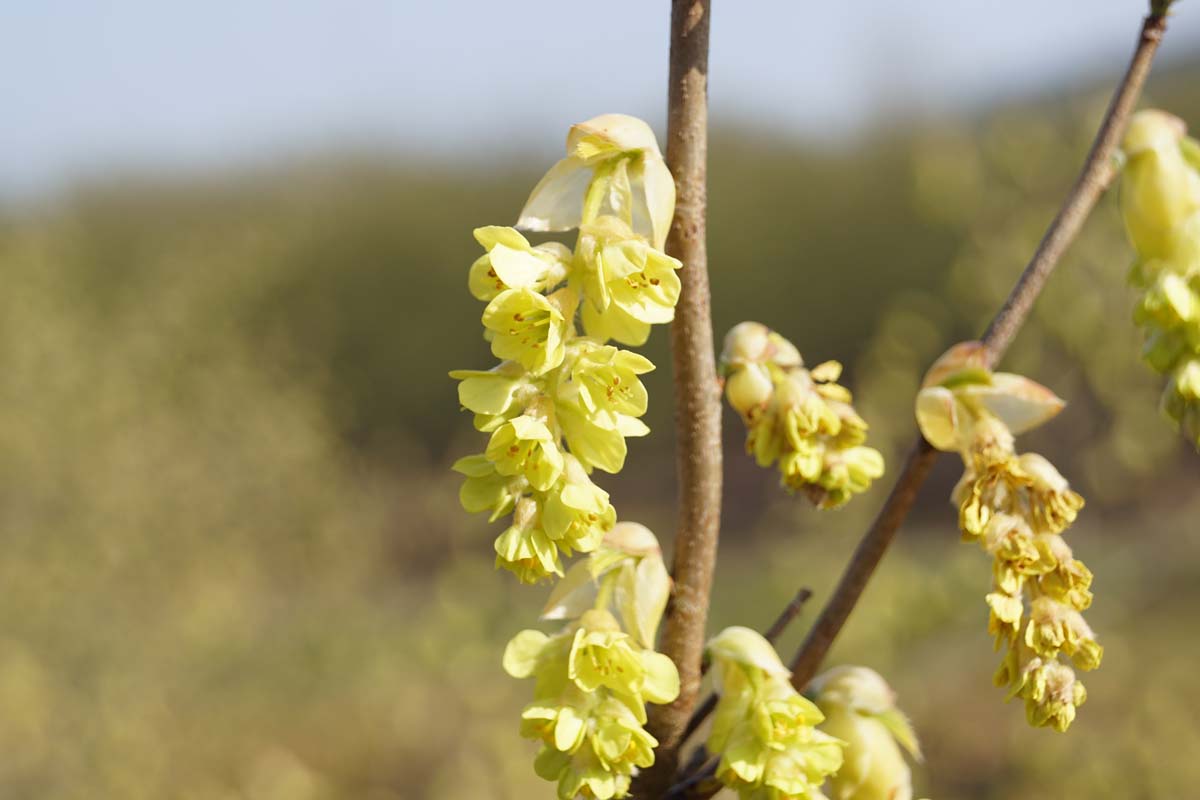 Chinesische Scheinhasel, Chinesische Blumenhasel