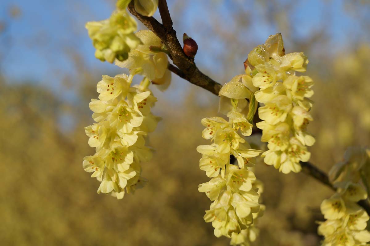 Chinesische Scheinhasel, Chinesische Blumenhasel