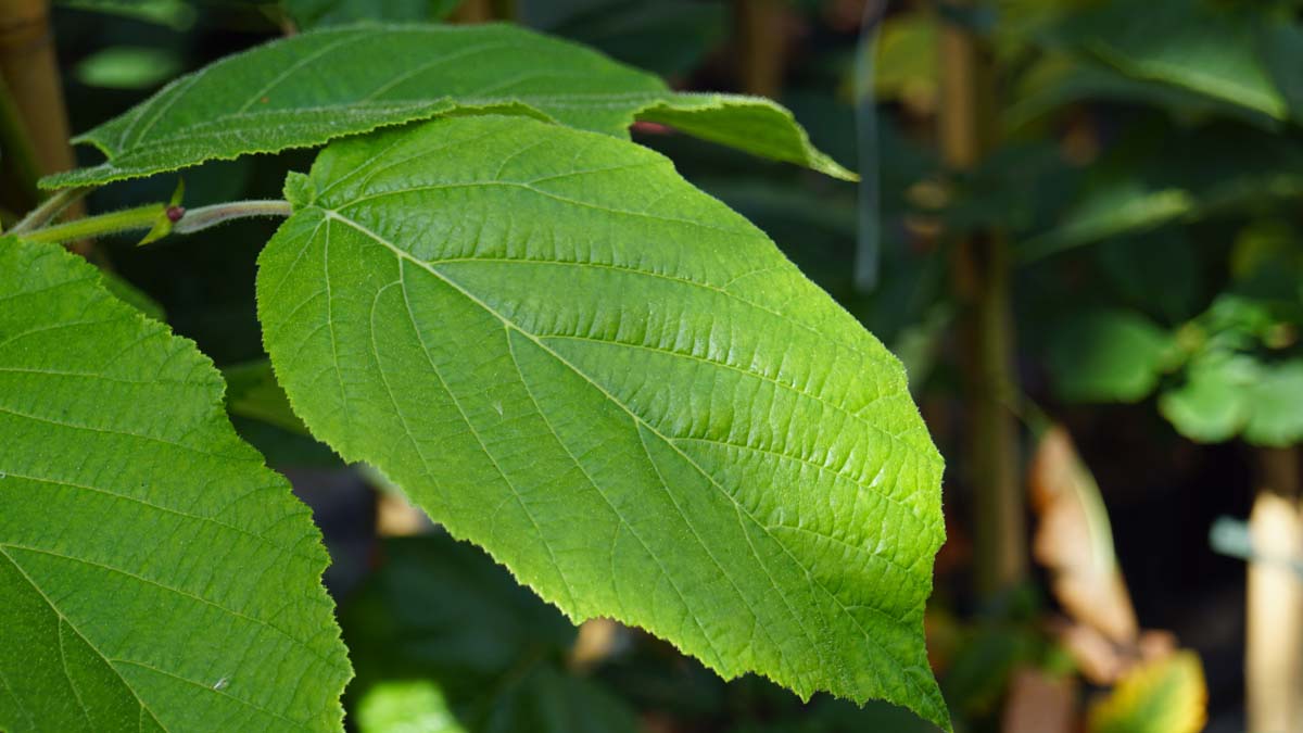 Chinesische Hasell, Chinesische Haselnuss