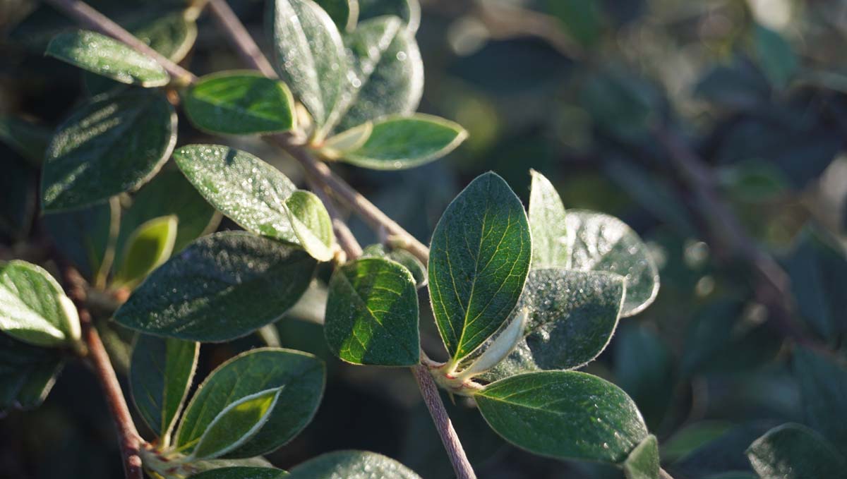Franchets Zwergmispel, Immergrüne Fruchtmispel