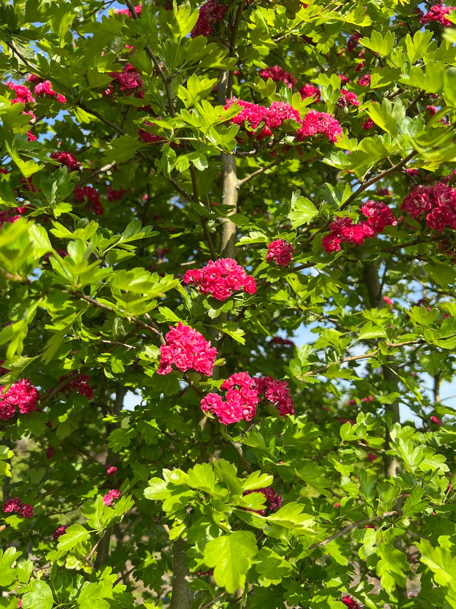 Crataegus laevigata ´Rubra Plena´ 150-175 cm