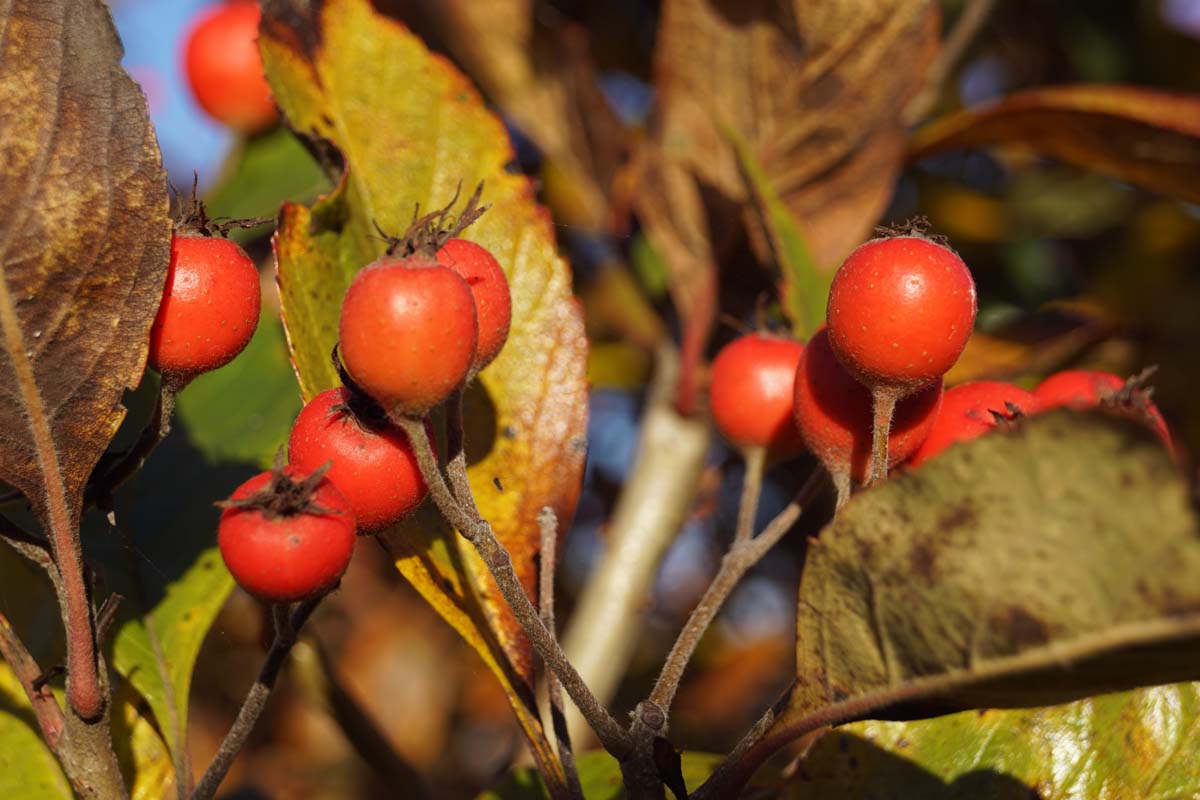 Lederblättrigen Weissdorn, Apfeldorn